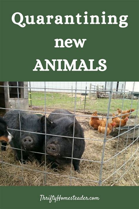 Do You Quarantine New Animals On Farms